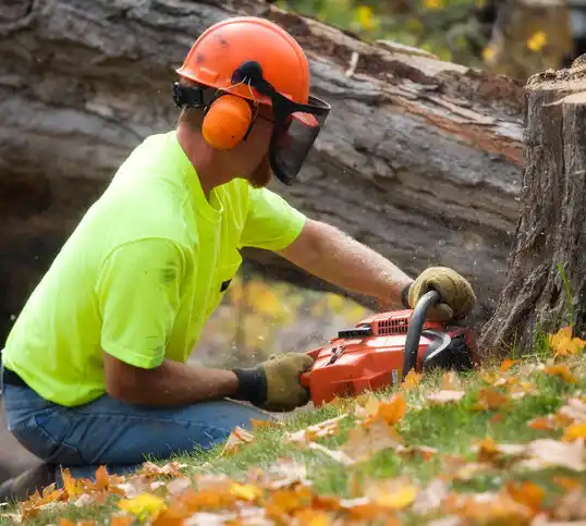 tree services South Toms River